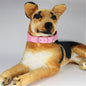 Leather Dog Collar Wide Adjustable Heavy Duty L XL XXL 6
