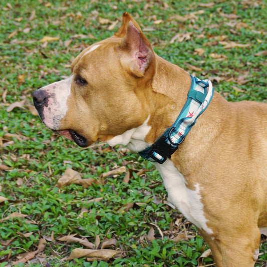 Nylon Tactical Dog Collar Adjustable Heavy Duty Buckle
