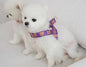 Nylon Dog Harness Adjustable Bear Pattern Lightweight 8