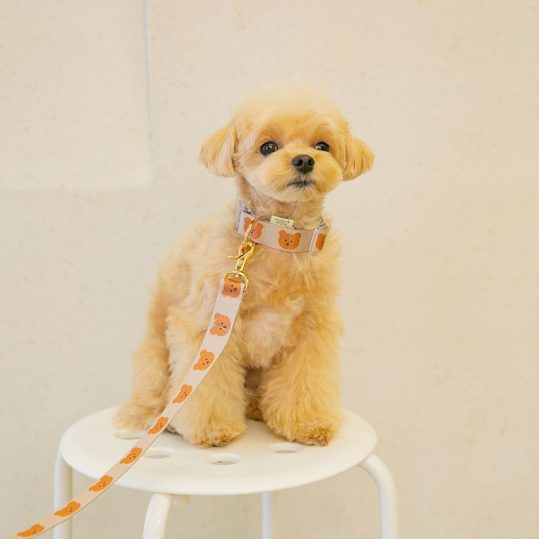 Polyester Dog Leash Traction Rope 2m Lightweight 3