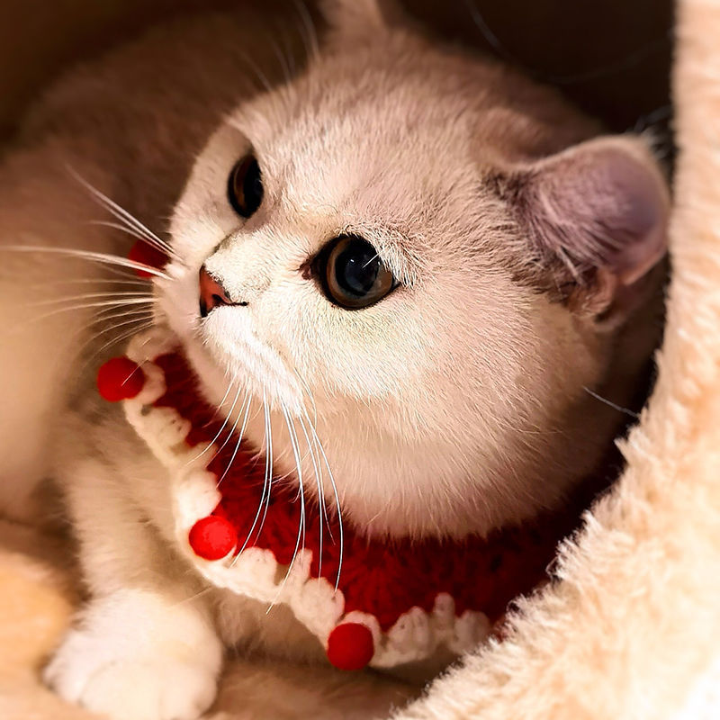 Handmade Knitted Cat Collar Christmas Scarf for Cats 4