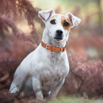 Adjustable PU Microfiber Dog Collar for Medium and Large Dogs 2