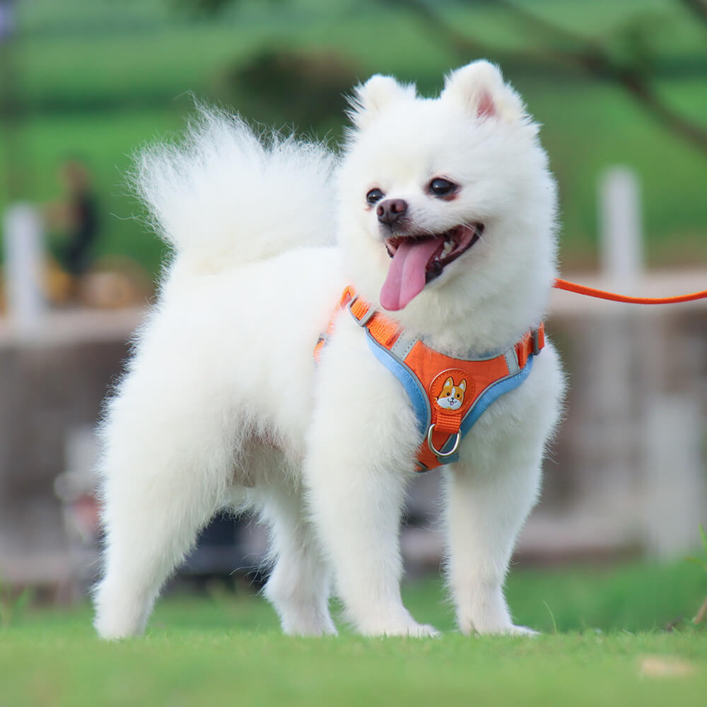 Suede Dog Harness Adjustable Soft Padding for Small Medium Dogs 10