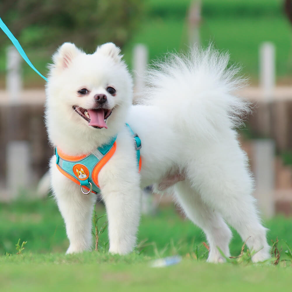 Suede Dog Harness Adjustable Soft Padding for Small Medium Dogs 9