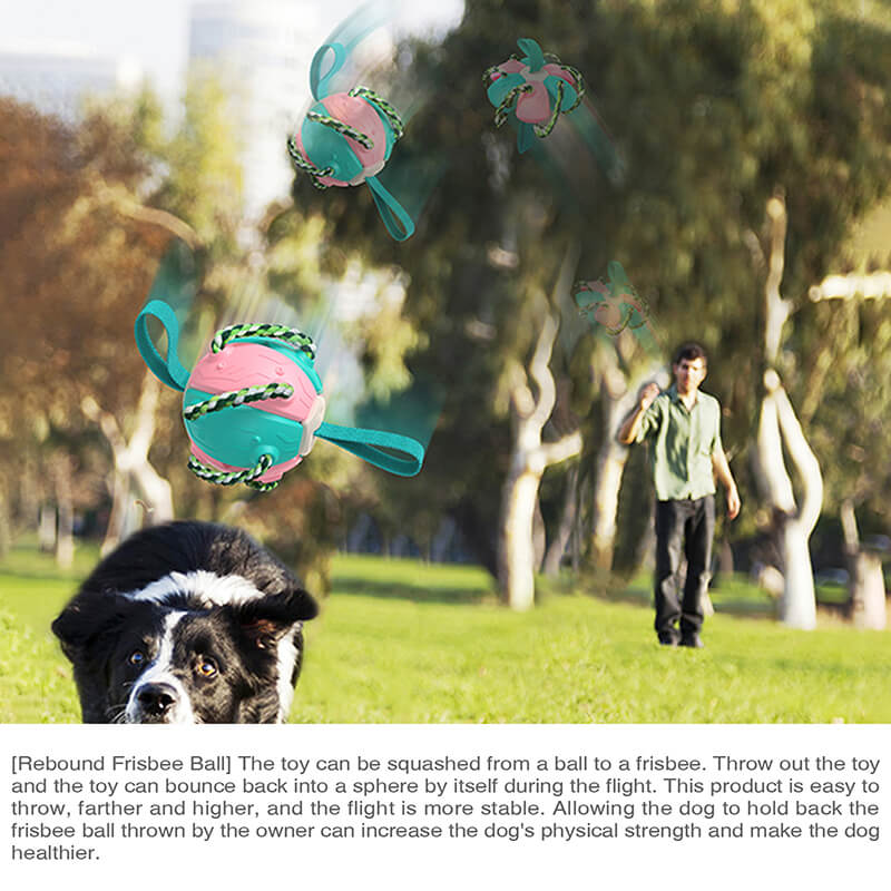 Großhandel Hund fliegende Scheibe Fußball interaktives Spielzeug 2